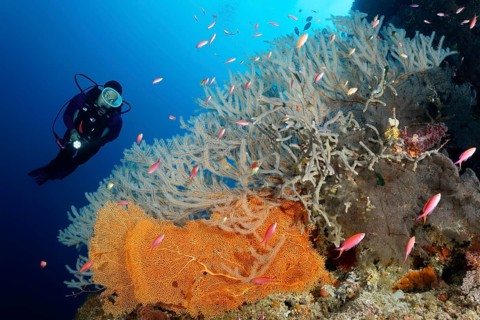 Divers on wall view Menella Gorgonie