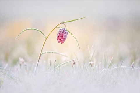 Snake's Head Fritillary