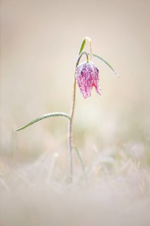Snake's Head Fritillary