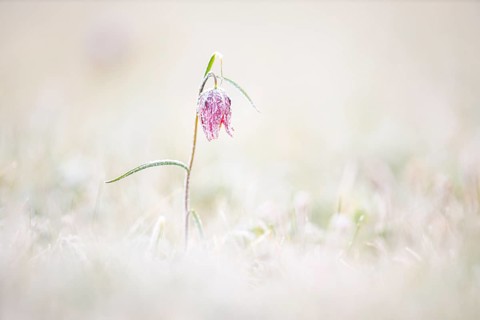 Snake's Head Fritillary