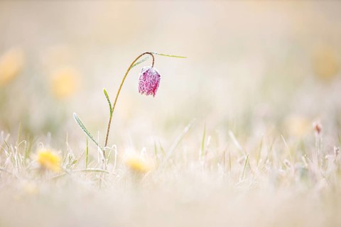 Snake's Head Fritillary