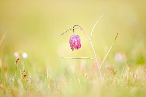 Snake's Head Fritillary