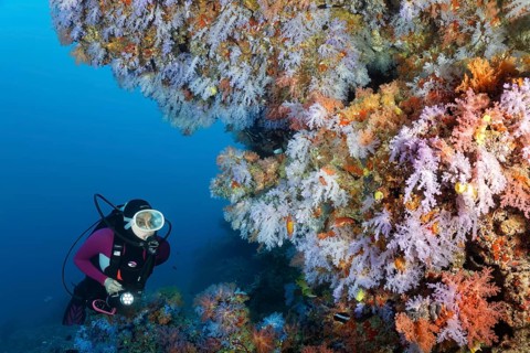 Diver views overhang densely covered with many different soft corals