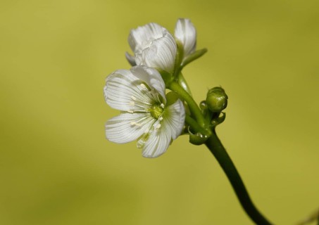 Venus flytrap