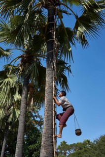 Man climbing palmyra palm