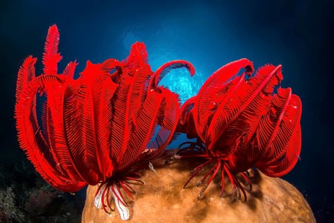 Two Red feather star