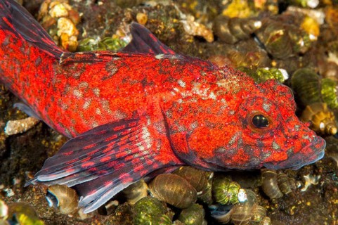 Red Baikal sculpin