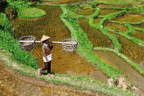 Rice farmer in the rice paddies of Tegallalang