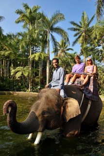 Working elephant