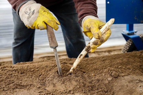 Seasonal workers working on an asparagus field while harvesting asparagus