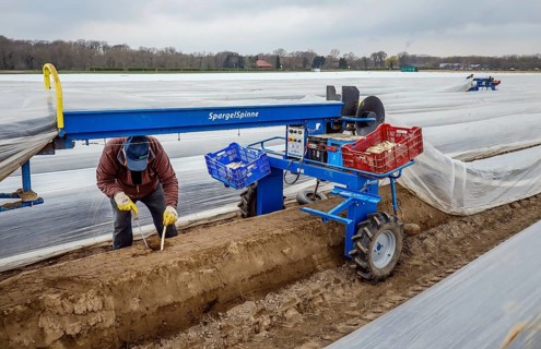 Seasonal workers working on an asparagus field while harvesting asparagus