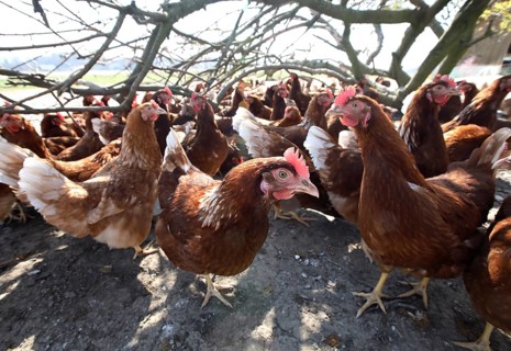 Free-range laying hens