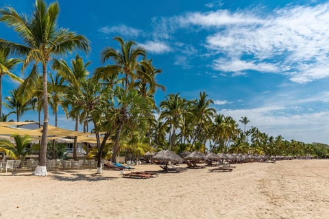 Row of palm trees