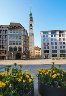 Daffodils in flower pots on Marienplatz
