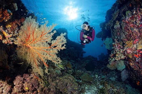 Diver in reef breakthrough viewing large Melithaea gorgonians