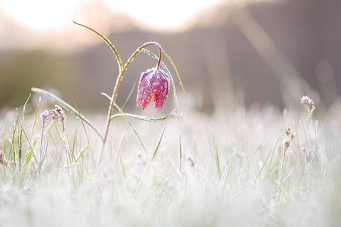 Snake's Head Fritillary