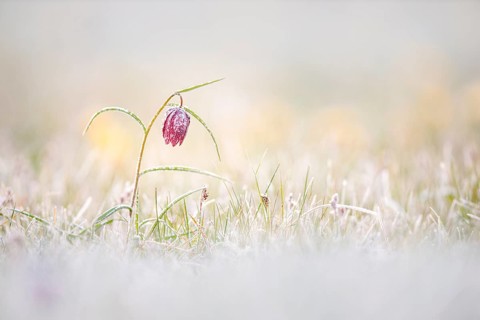 Snake's Head Fritillary