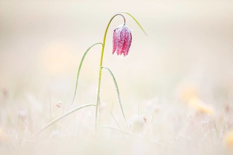 Snake's Head Fritillary