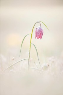 Snake's Head Fritillary
