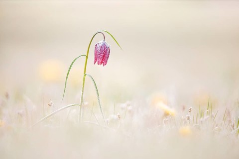 Snake's Head Fritillary