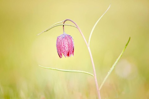 Snake's Head Fritillary