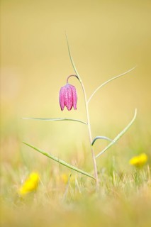 Snake's Head Fritillary