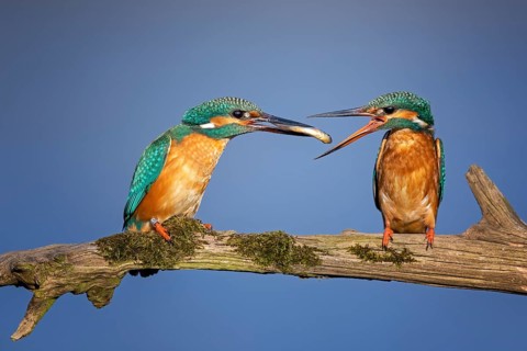 Common kingfisher