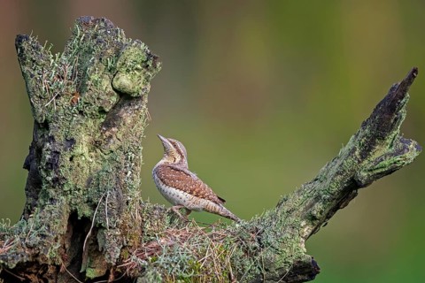 Eurasian Wryneck