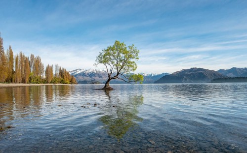 Single tree stands in water, Wanaka Lake