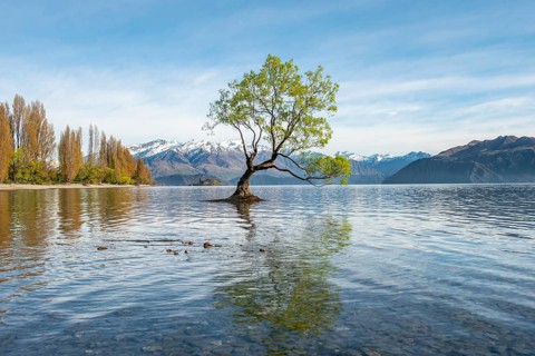 Single tree stands in water, Wanaka Lake