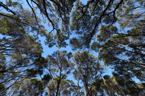 Kanuka Trees in Abel Tasman National Park, Abel Tasman Coastal Track