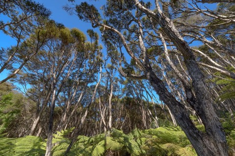 Kanuka Trees and tree fern (Cyathea medullaris), Abel Tasman Coastal Track