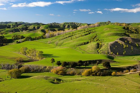 Green hilly pasture land, sheep grazing under a blue sky