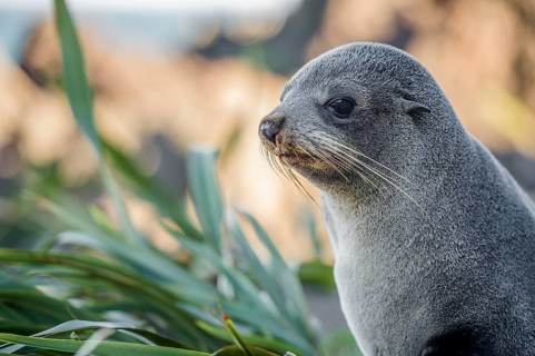 Young animal, New Zealand fur seal (Arctocephalus forsteri)