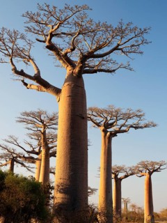 Grandidier's Baobabs (Adansonia grandidieri), Avenue near Morondava