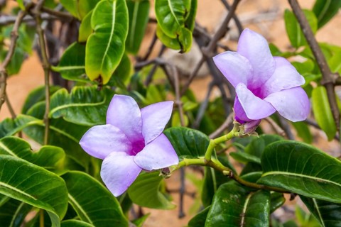 Rubber vine (Cryptostegia grandiflora), pink flowers