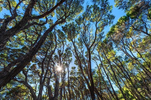 Kanuka Trees in Abel Tasman National Park, Abel Tasman Coastal Track