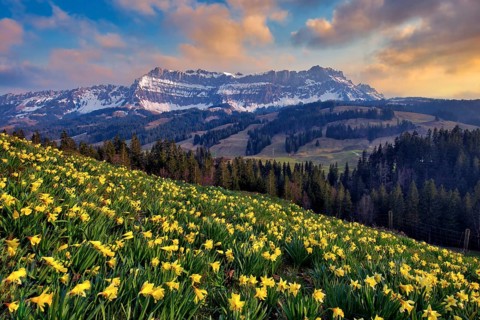 Daffodils (Narcissus) in bloom in front of Berg Hohgant in the evening, Schangnau