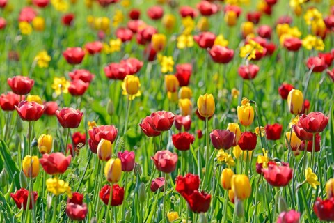 Garden meadow with red, yellow Tulips (Tulipa) and Daffodils (Narcissus)