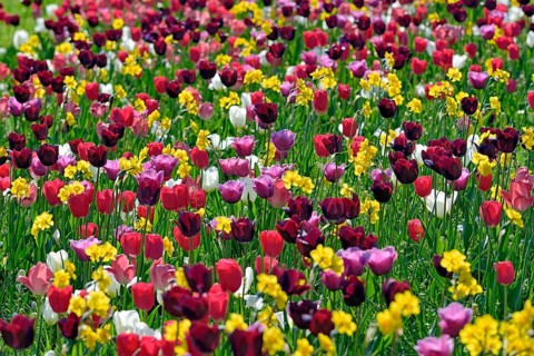 Garden meadow with colourful Tulips (Tulipa) and Daffodils (Narcissus), North Rhine-Westphalia