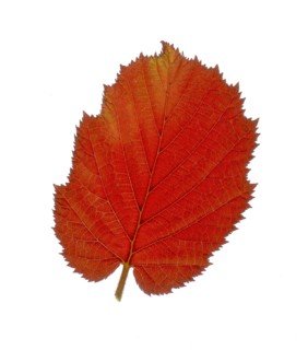 Purple Hazel (Corylus maxima purpurea), leaf