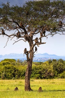Herd Yellow baboons (Papio cynocephalus) sitting in a tree, Serengeti National Park