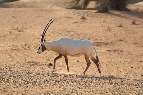 Arabian oryx (oryx leucoryx) runs in dusty desert, Dubai