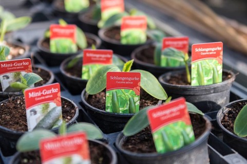 Seedlings, vegetable plants for release