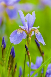 German Lily Hybrid (Iris germanica x hybrid), flower