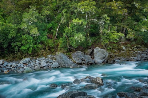 Dense vegetation, temperate rainforest
