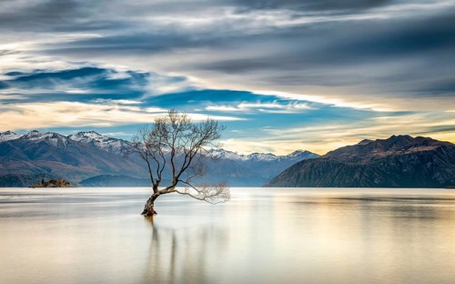 Wanaka tree, single tree standing in the water of Wanaka Lake