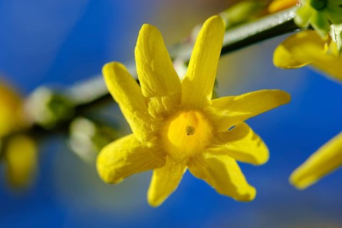 Flower of winter jasmine (Jasminum nudiflorum), garden plant