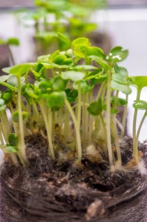 Germinated seeds, sprout