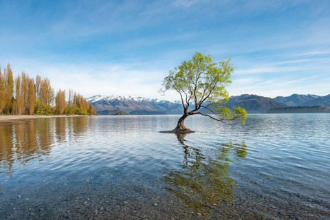 Single tree stands in water, Wanaka Lake